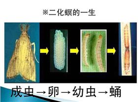 二化螟1.jpg