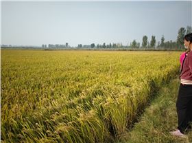 田間情況