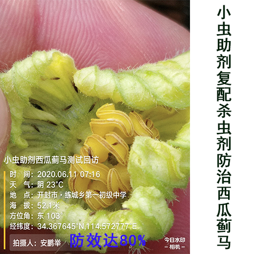 小蟲(chóng)助劑防治西瓜薊馬