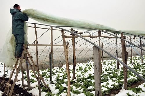 大棚遇到大雪怎么辦