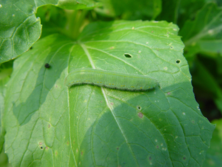 菜青蟲(chóng)