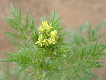 小麥草害